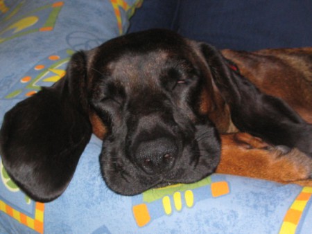 BAVORSKÝ BARVÁŘ SÁRA